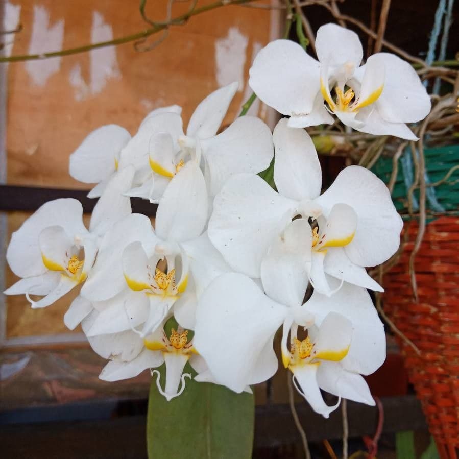 Orchidea farfalla 3