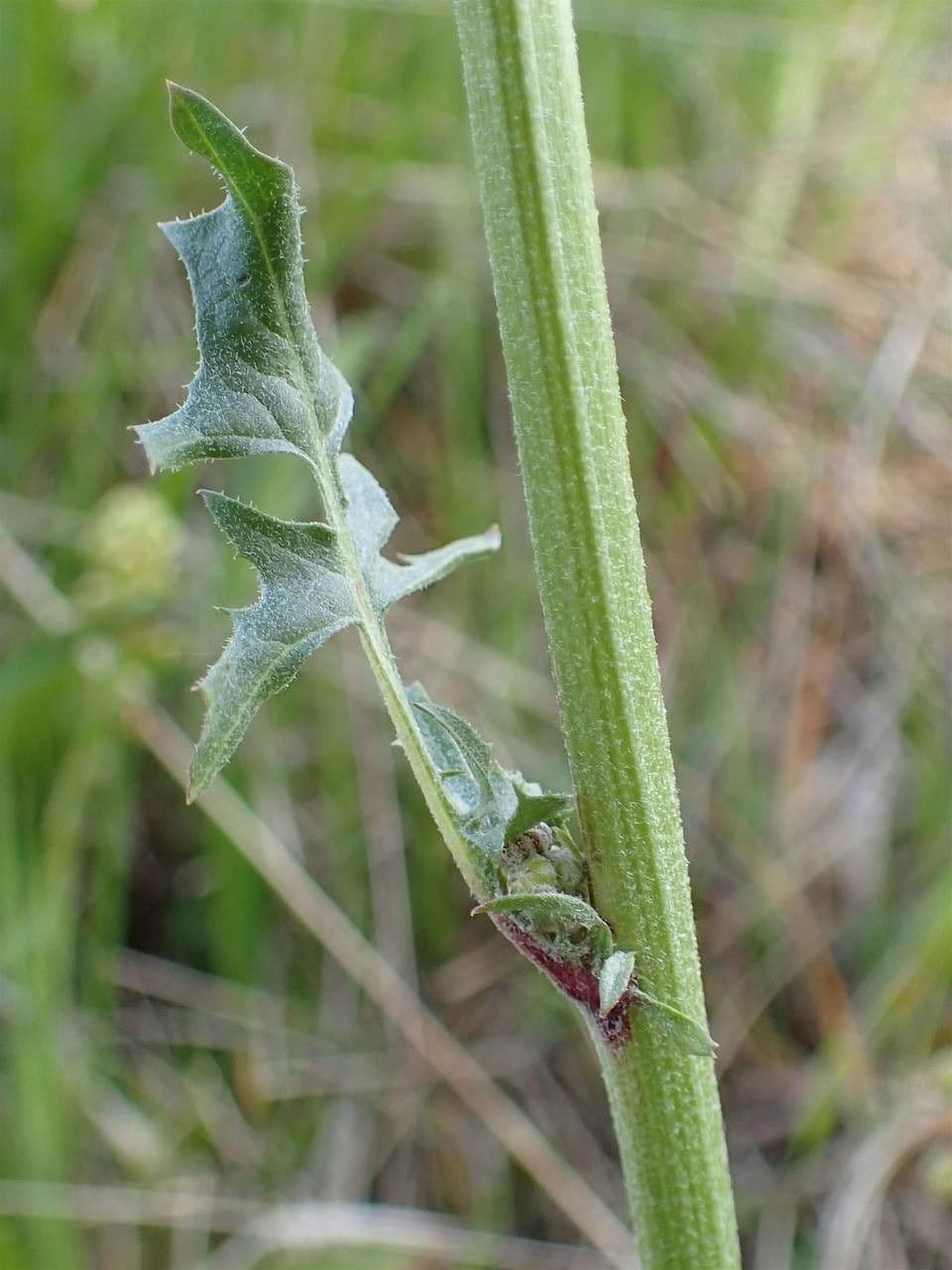 Radicchiella vescicosa 23