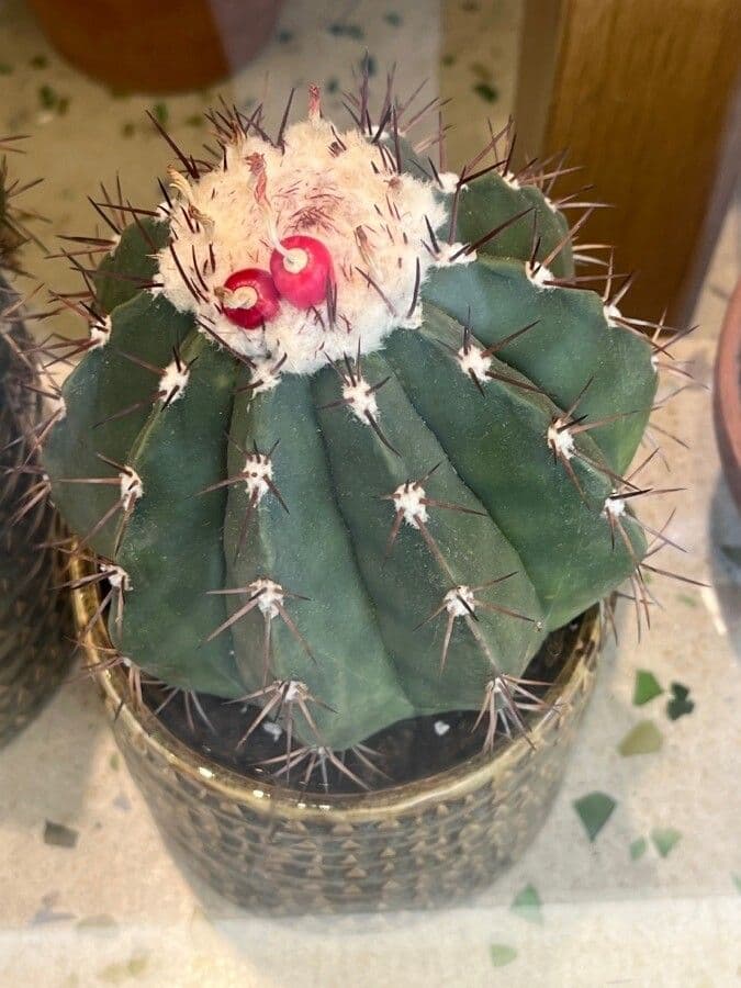 Melocactus 14