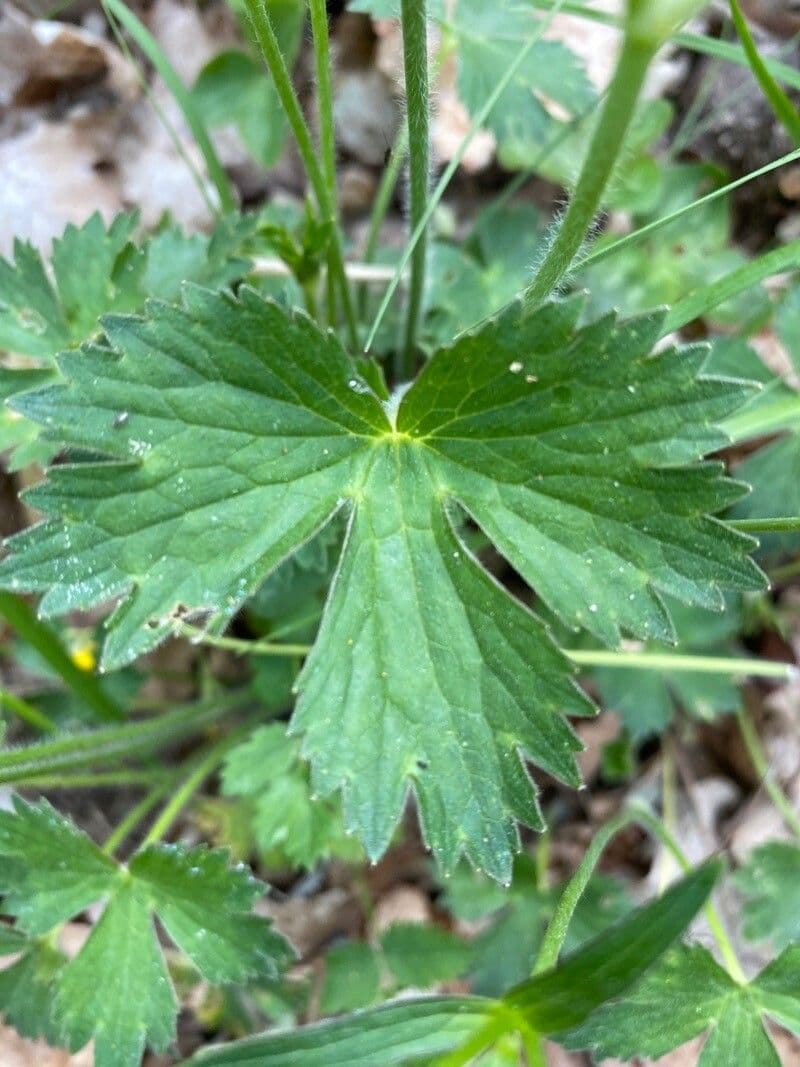 Ranunculus aduncus 15