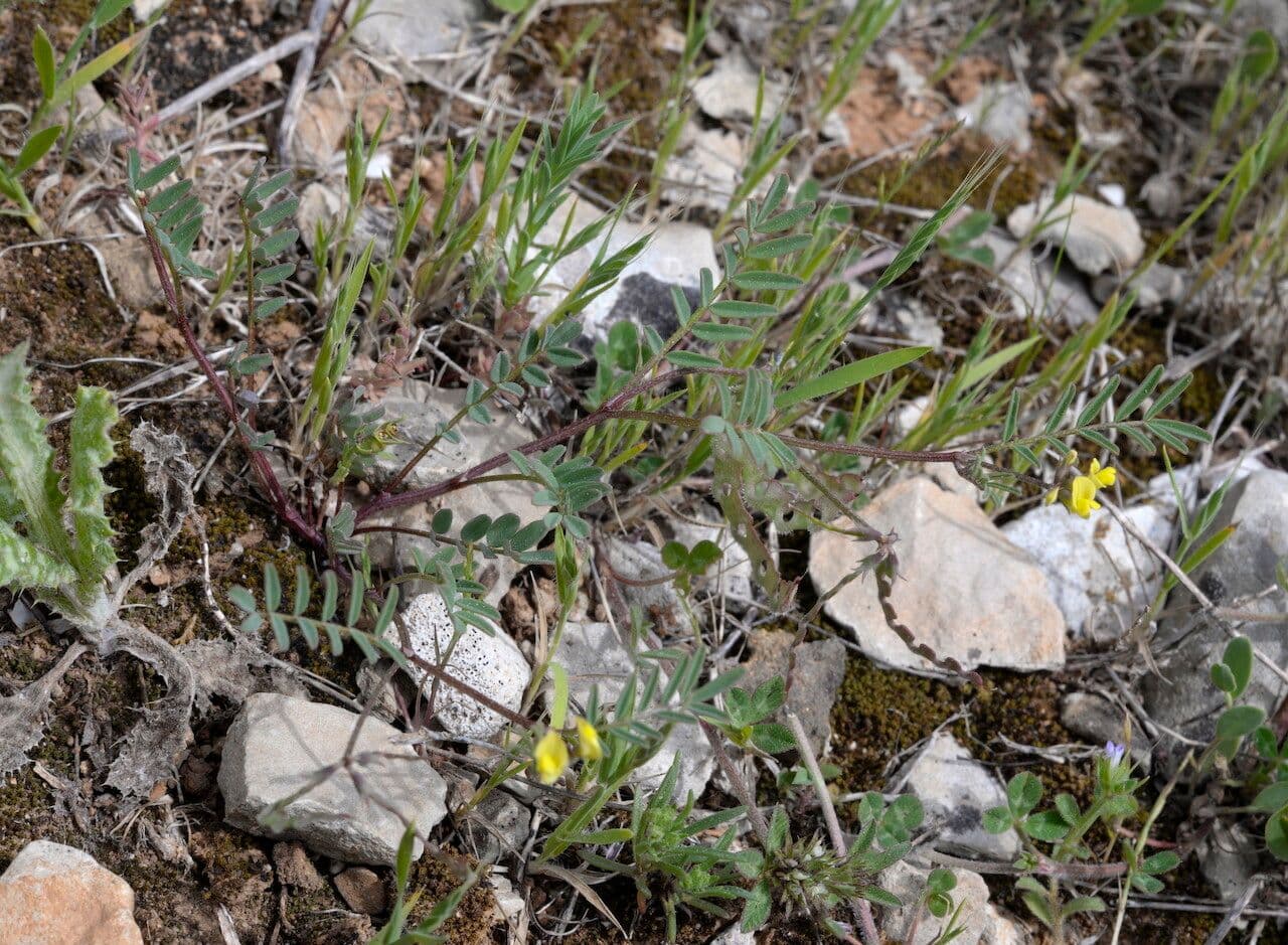 Ipocrepidi ciliata 19