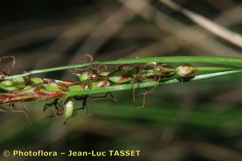 Carex distachya 2