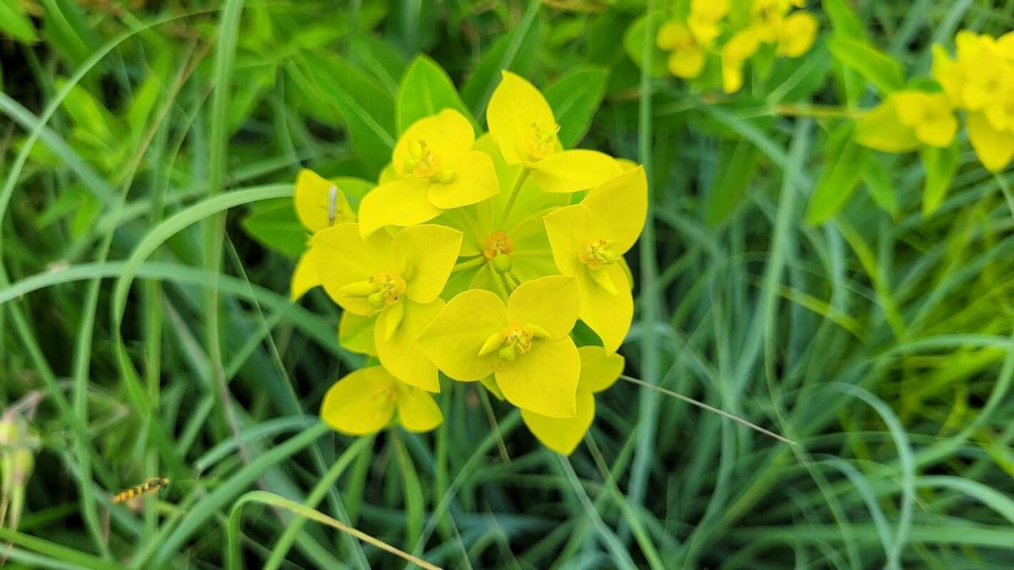 Euforbia bionda 6