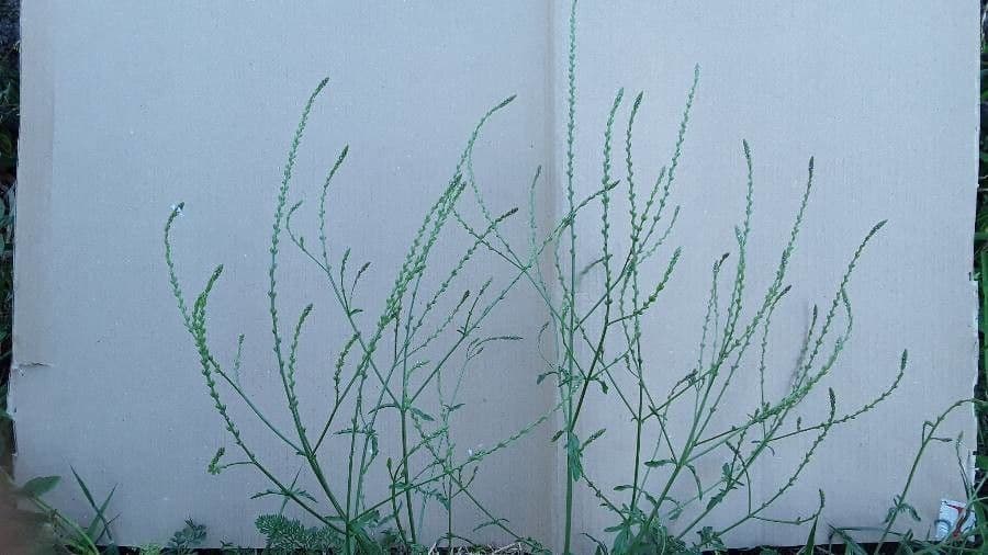 Verbena comune 5