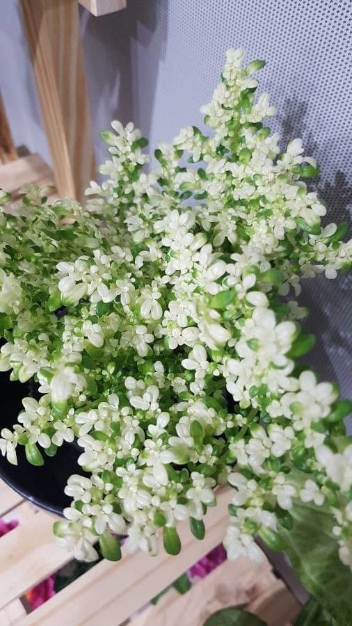 Pilea microphylla 4