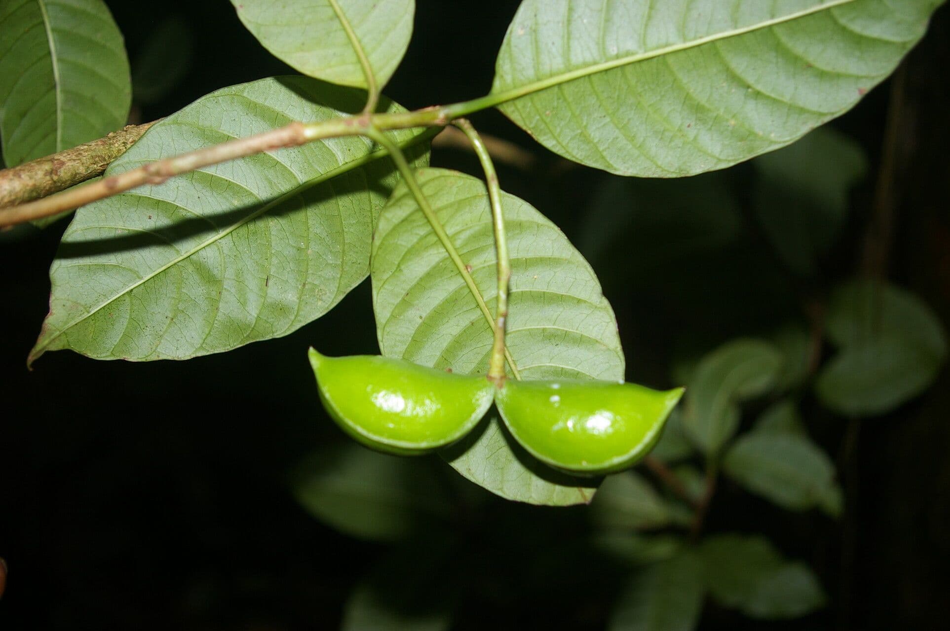 Tabernaemontana