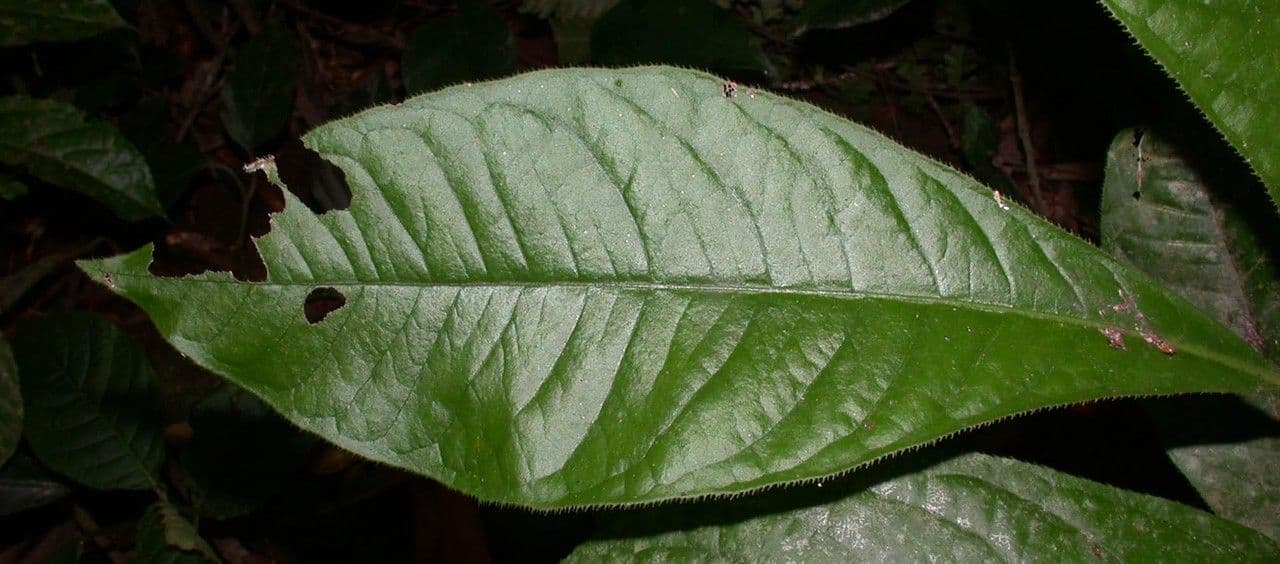 Ardisie 15