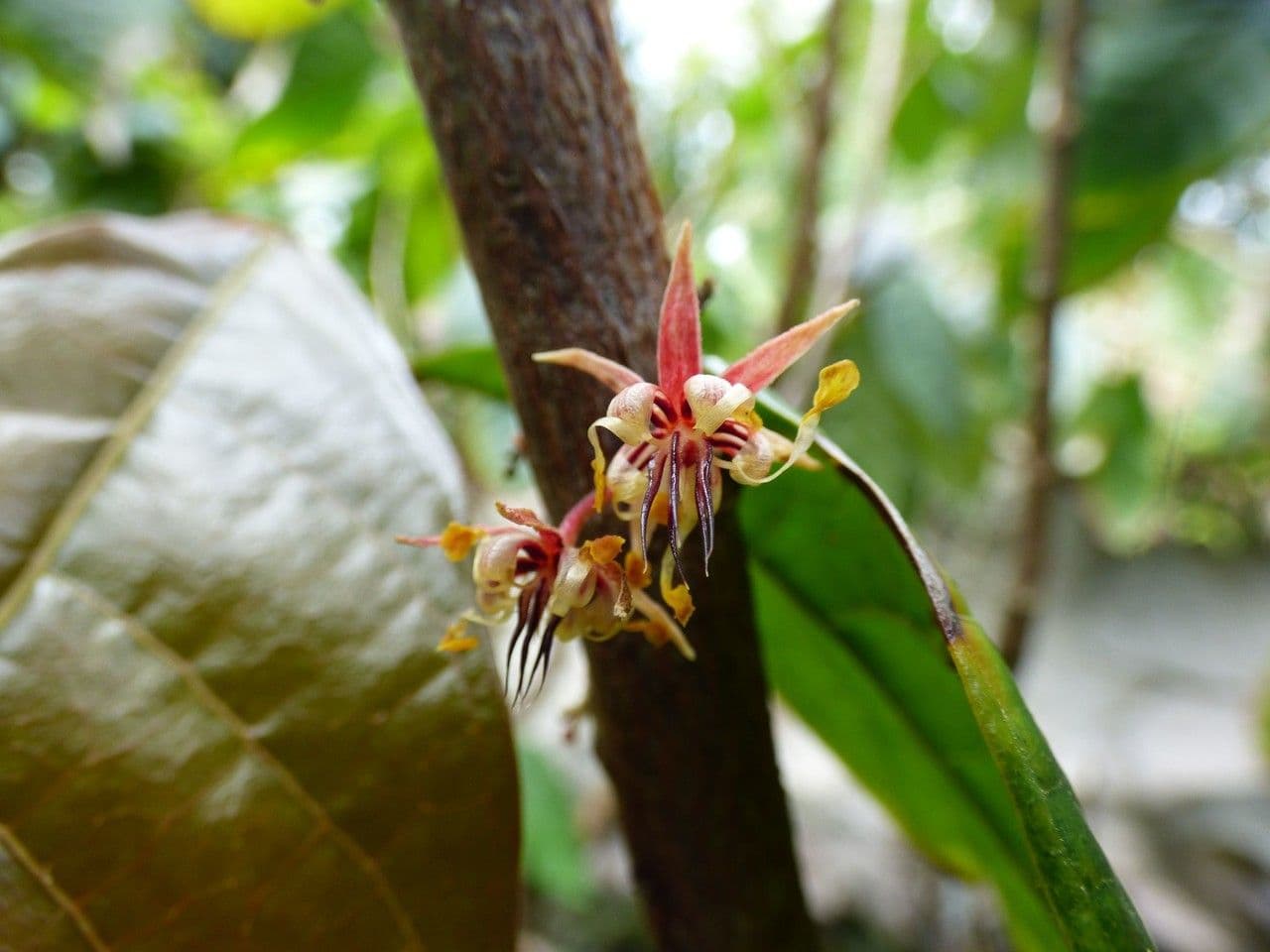Cacao 7