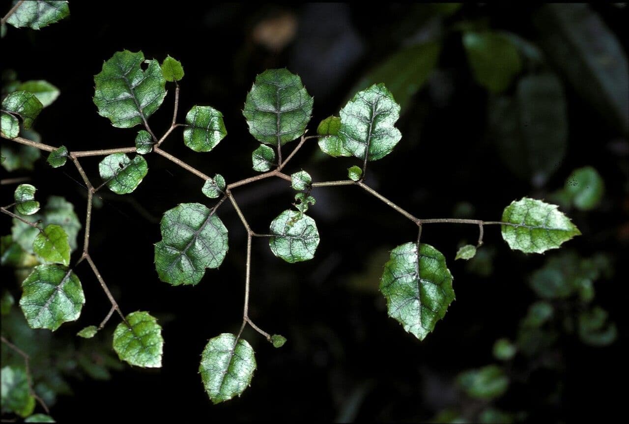 Carpodetus serratus 9
