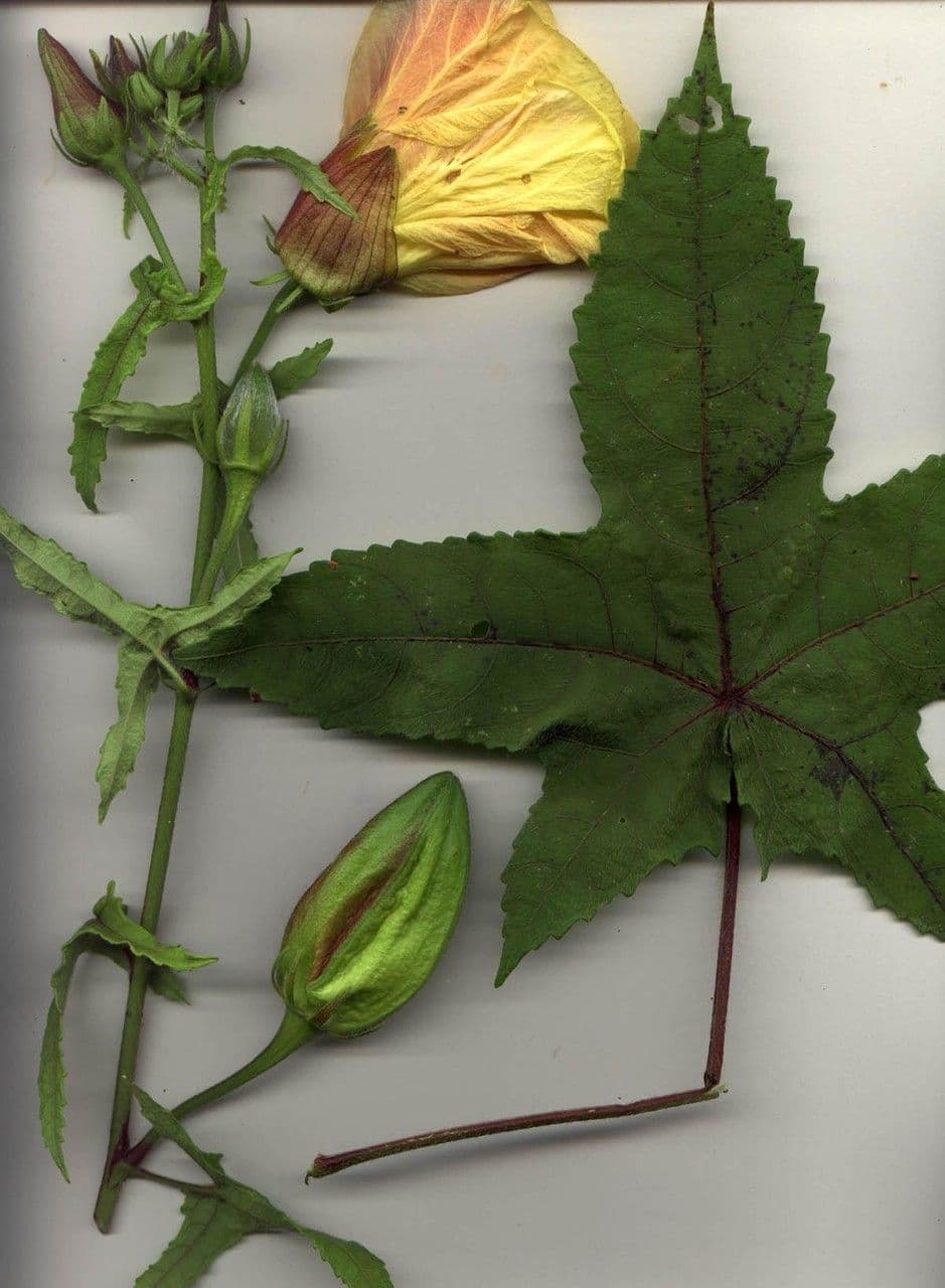 Moschus-Eibisch 30
