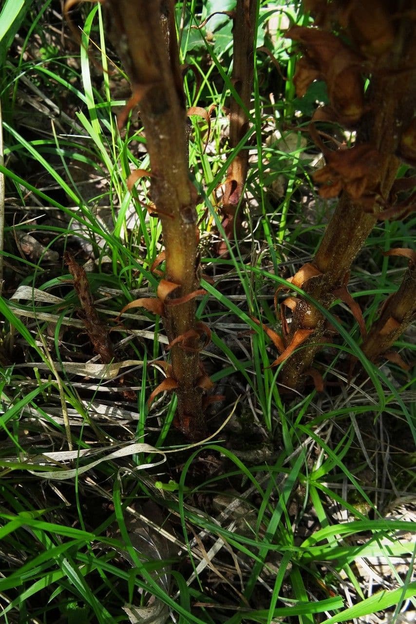 Orobanche amethystea 25
