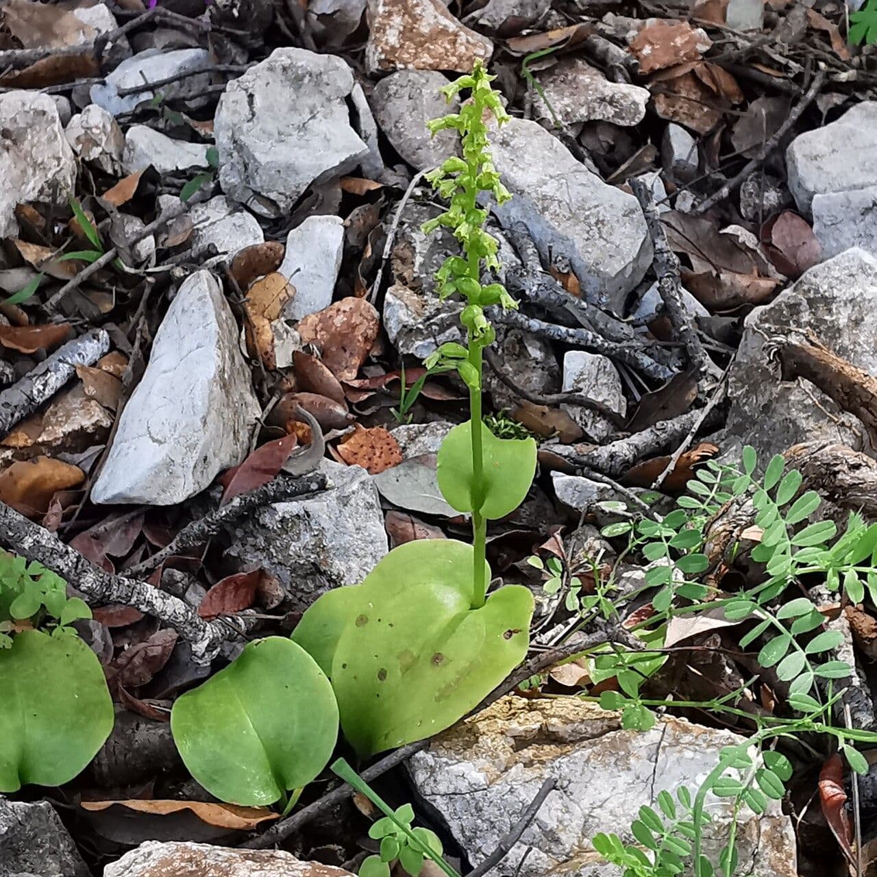 Gennaria diphylla 20