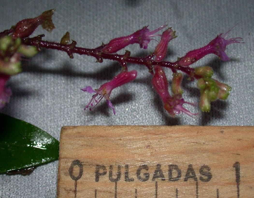 Cuphea 18