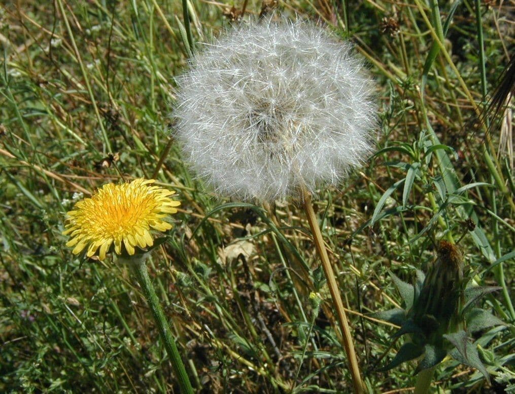 Agoseris 5