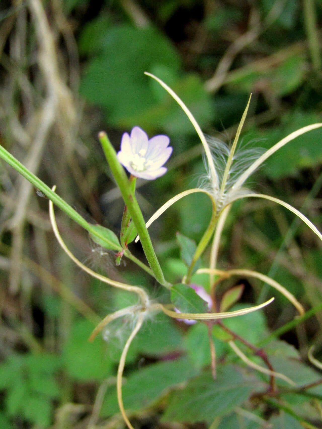 Epilobium lanceolatum 4