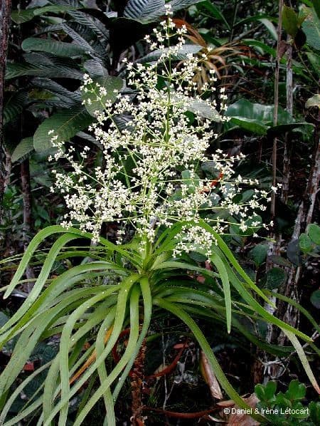 Lomandra insulare 12