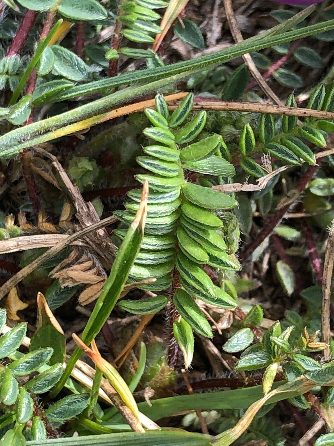 Oxitropis 19