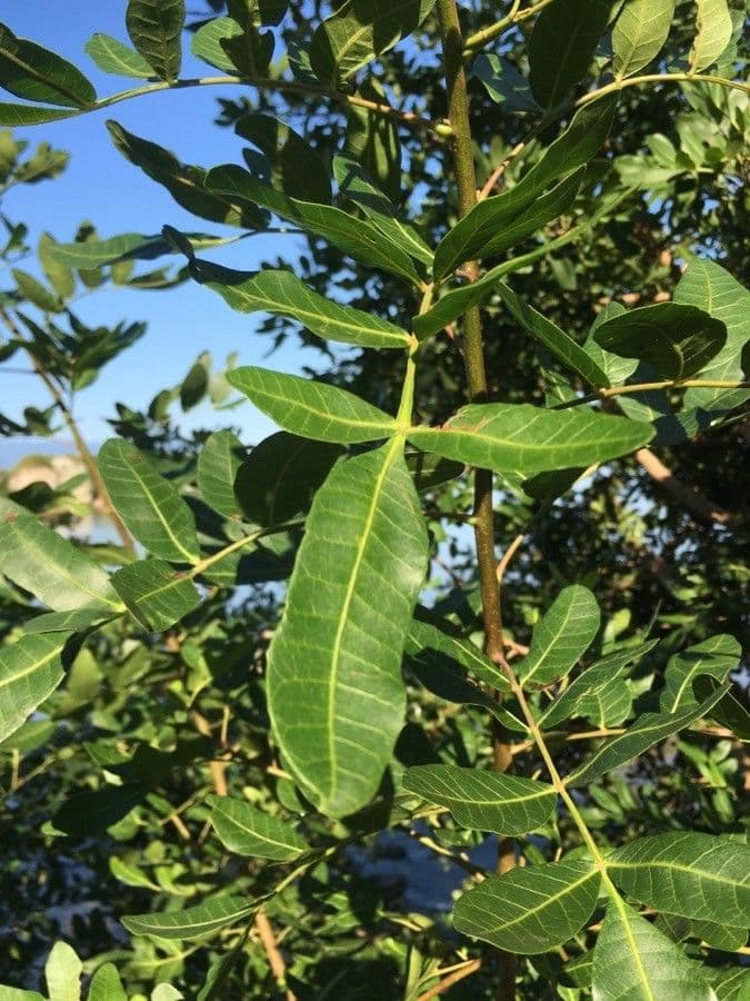 Brazilian peppertree 18