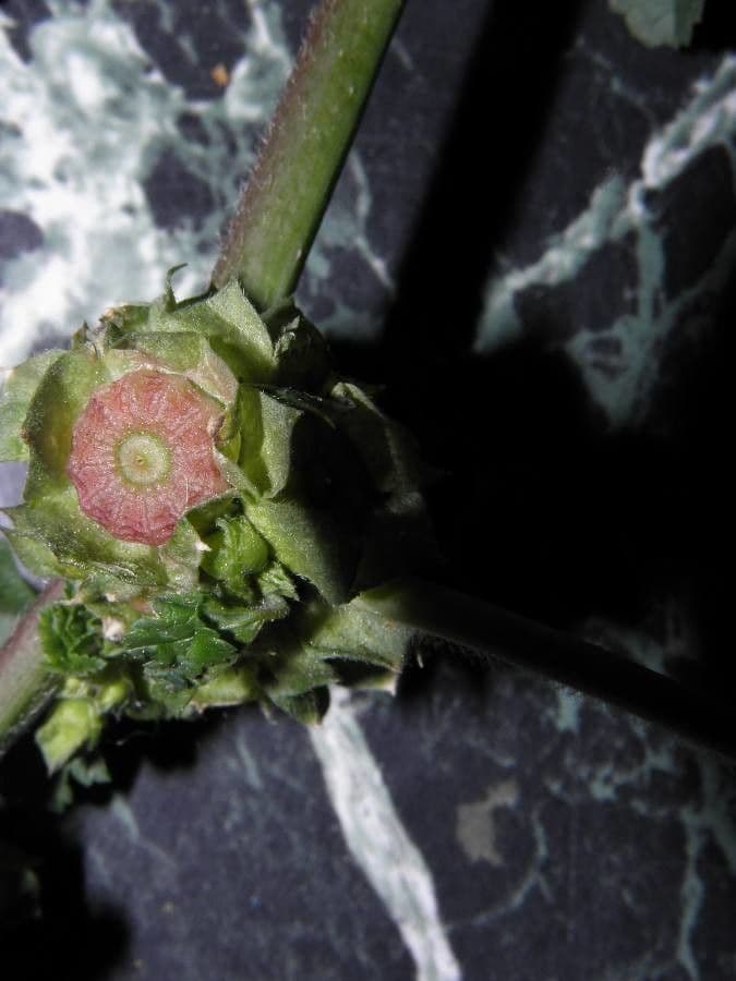 Malva verticillata 3