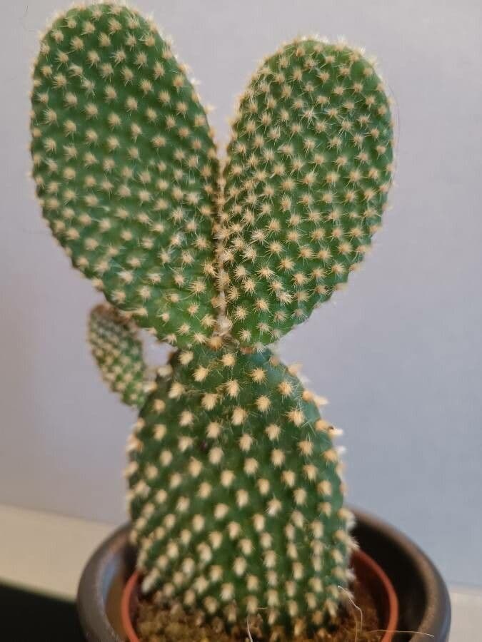 Nopal 16