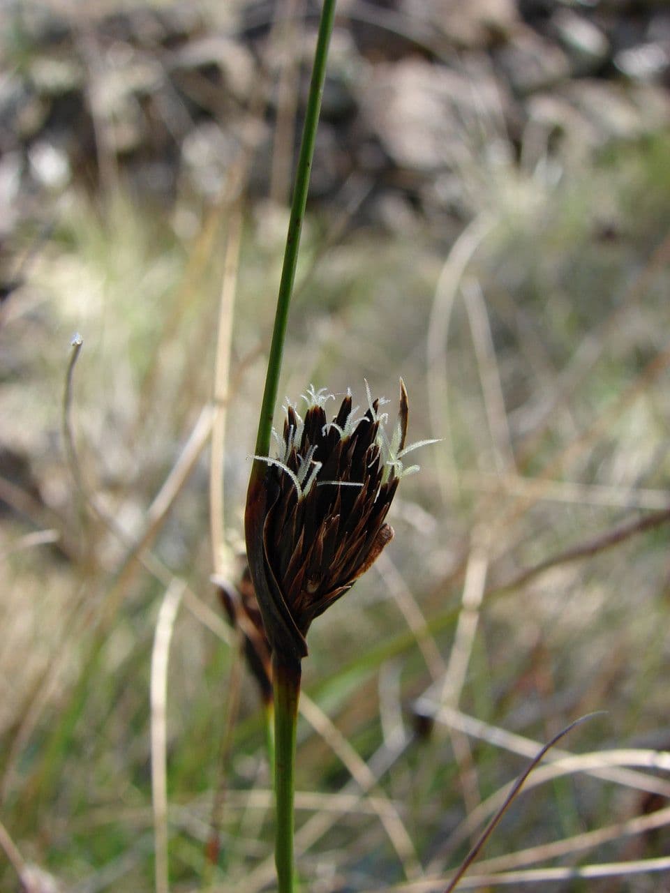 Giunco nero 4