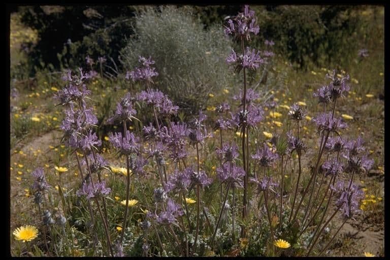 Salvia cardo 11