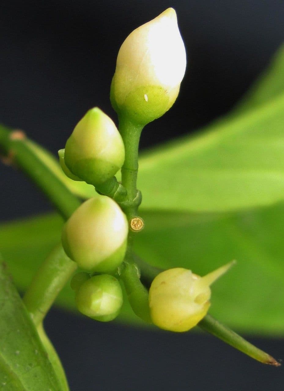 Casearia