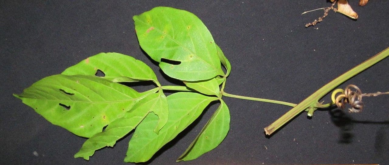 Serjania 10