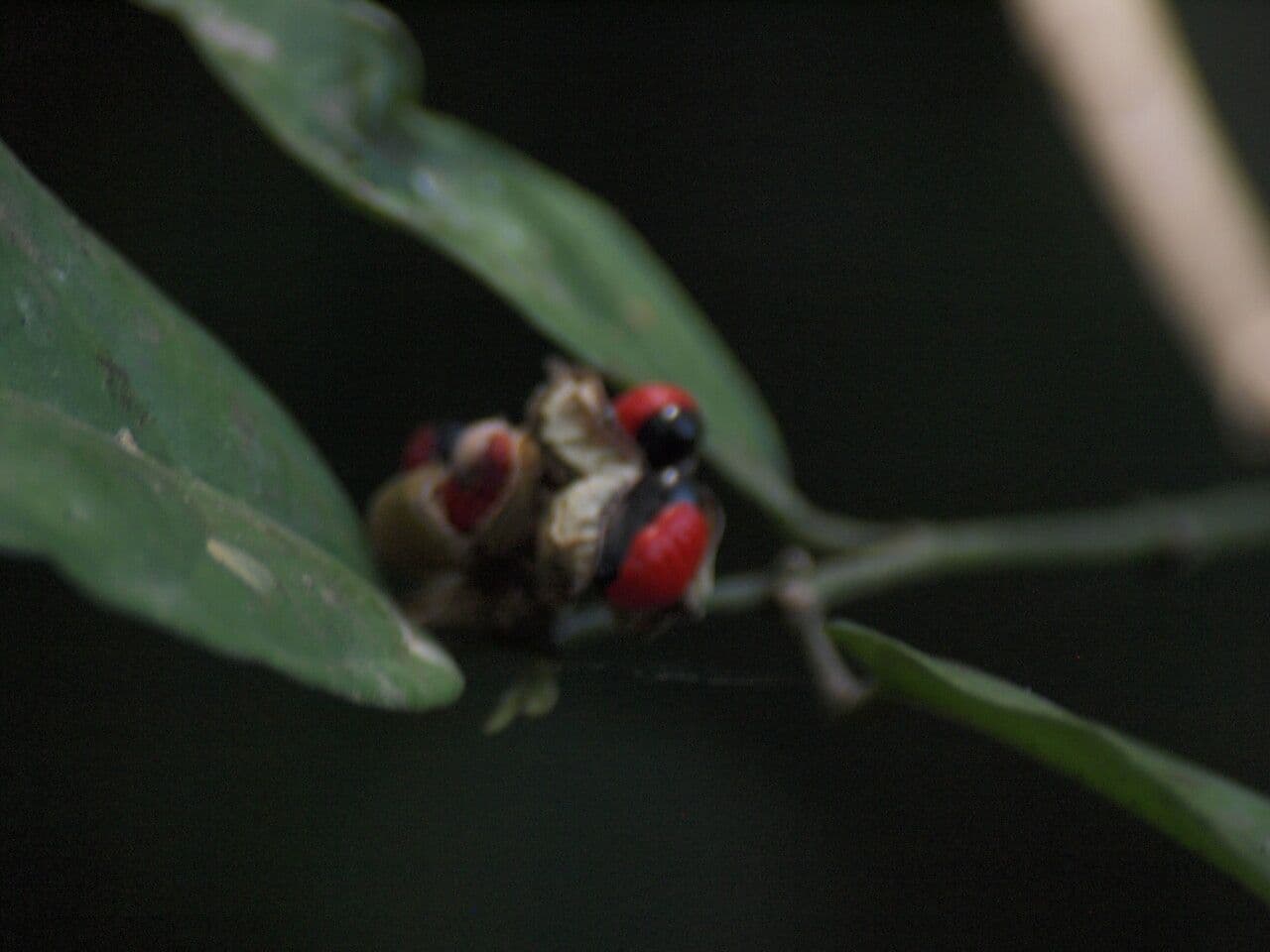 Leptonychia