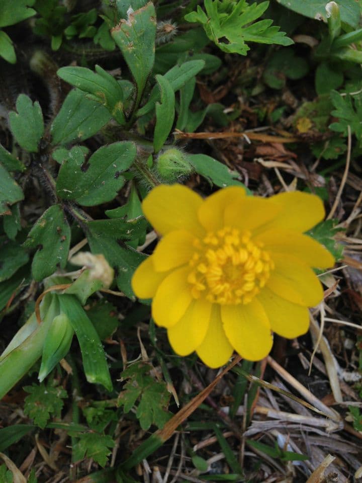 Ranunculus macranthus 3