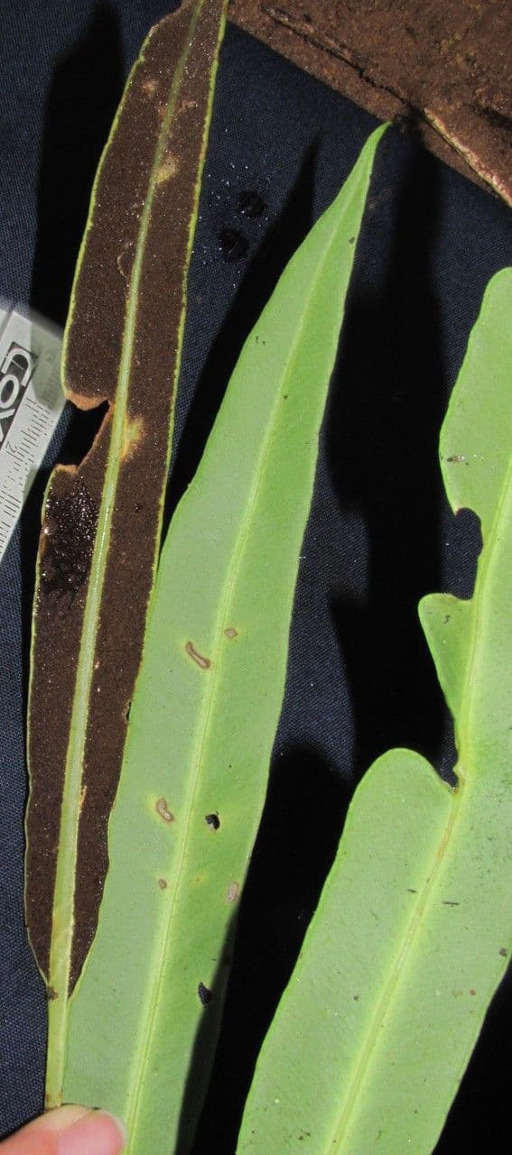 Elaphoglossum 7