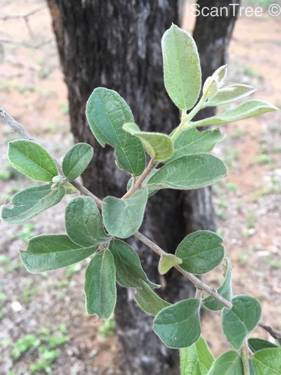 Combretum hereroense 15