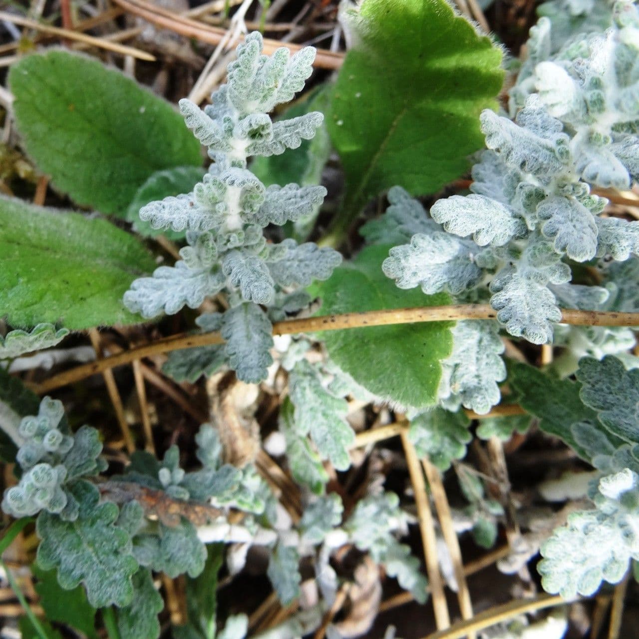 Teucrium 14