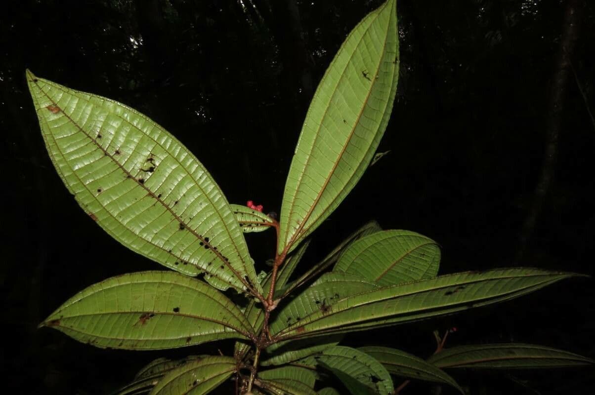 Miconia 10