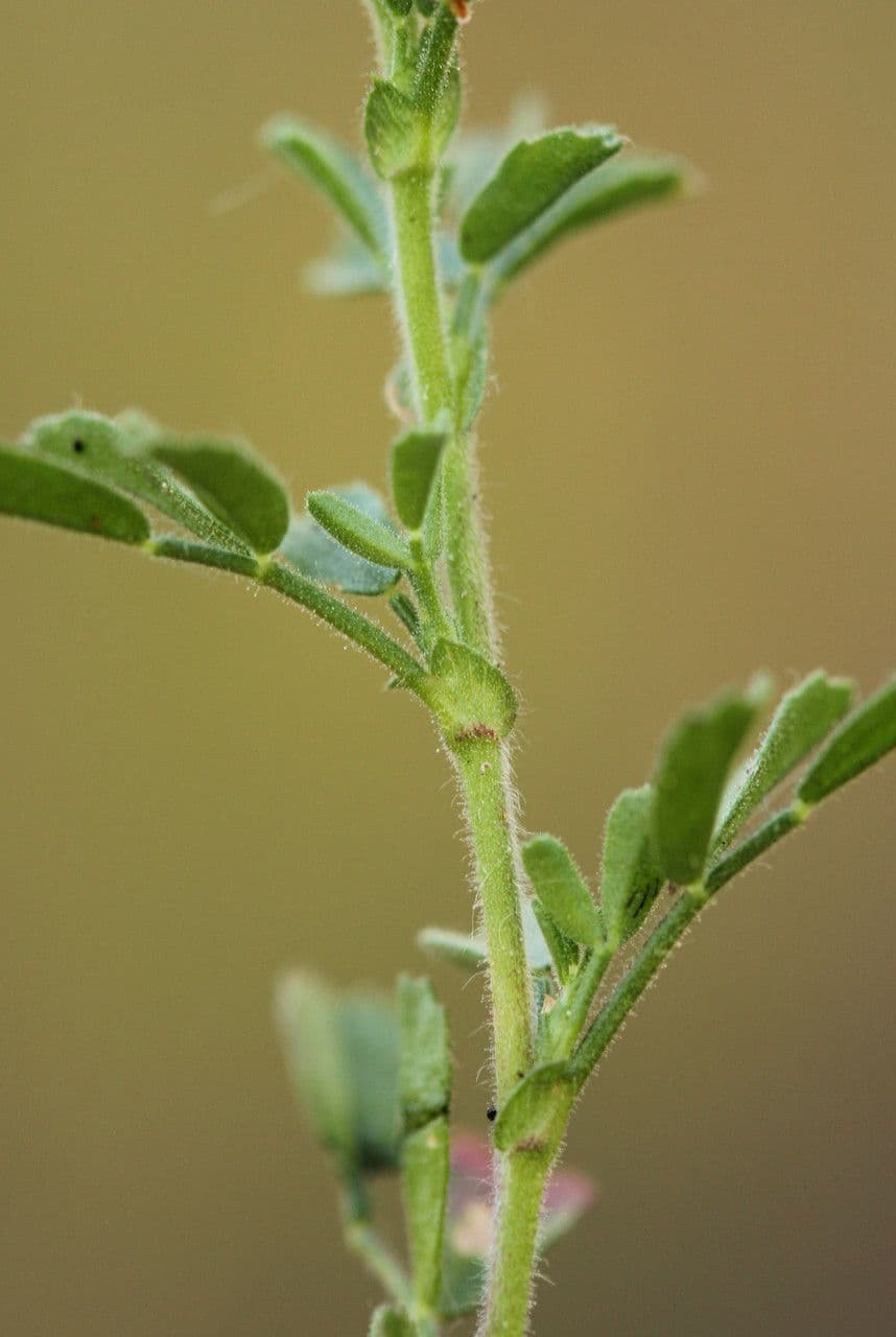 Ononis striata 13