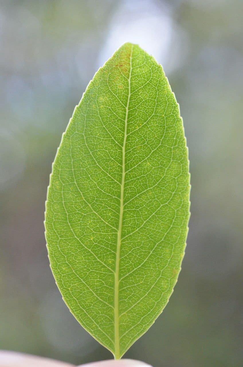 Celastrus subspicatus 3