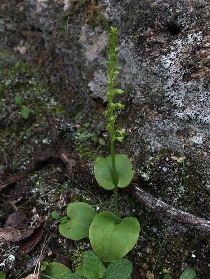 Gennaria diphylla 25
