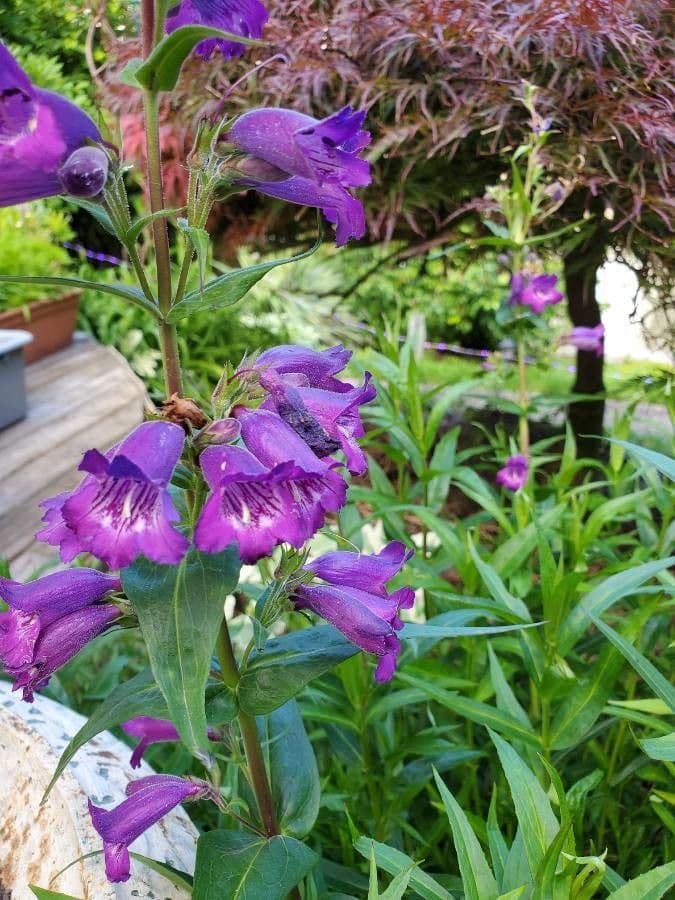Penstemon 6