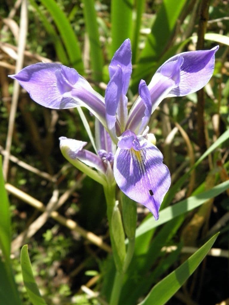 Iris hexagone