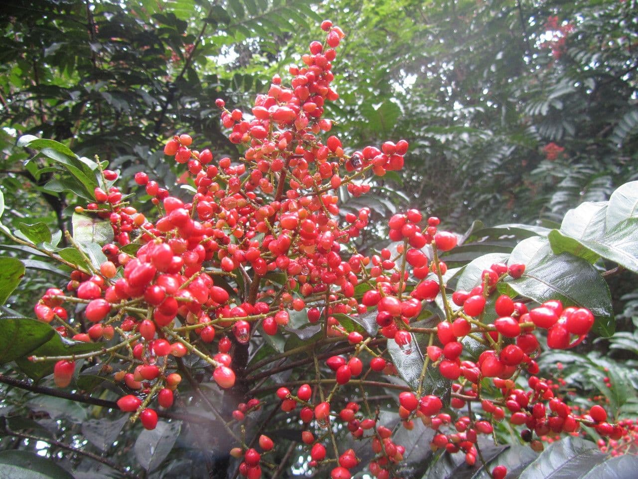 Mosquitoxylum 4
