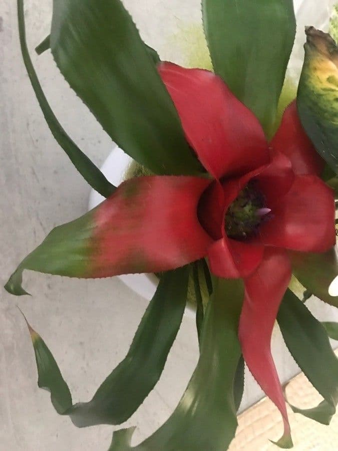 Bromelia arrossata