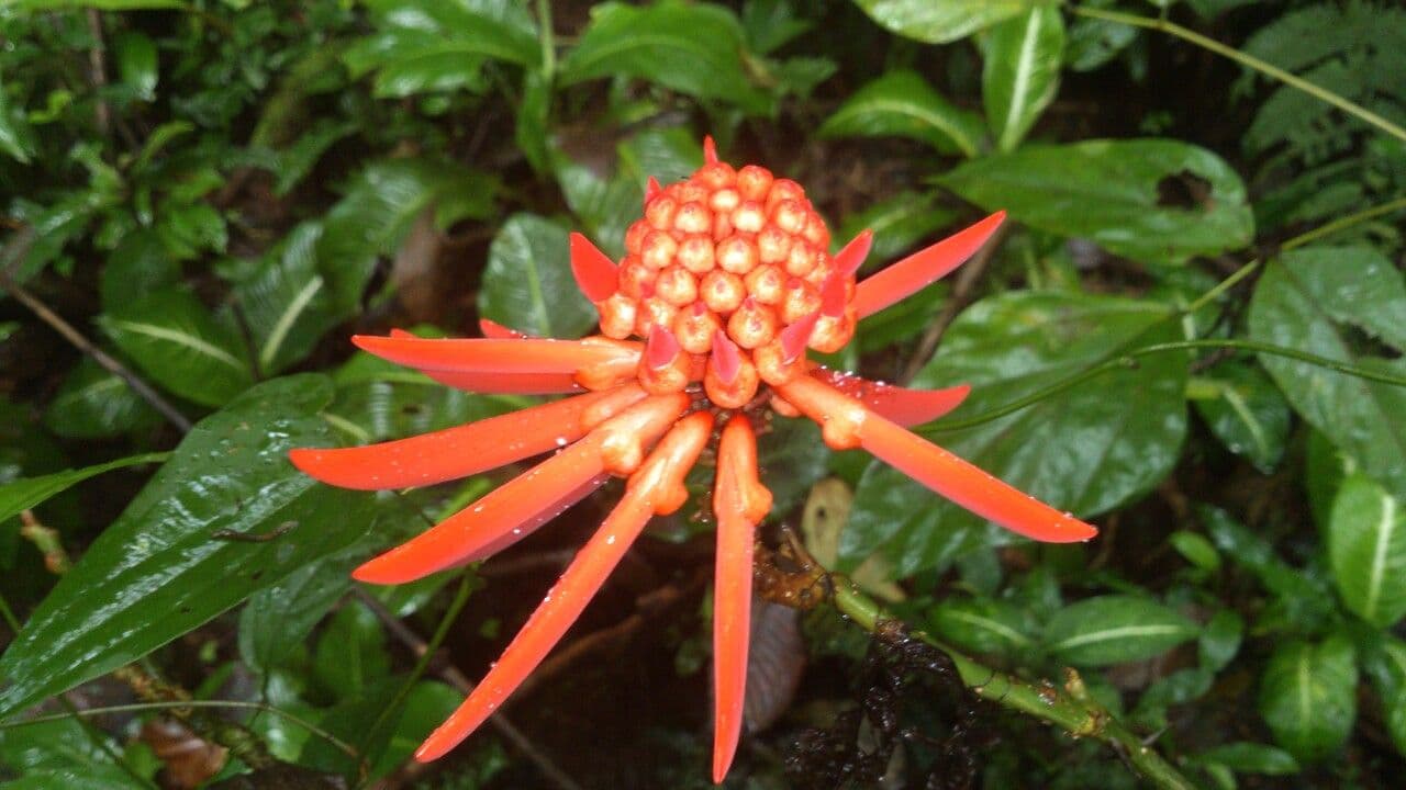 Erythrina garbatá 9