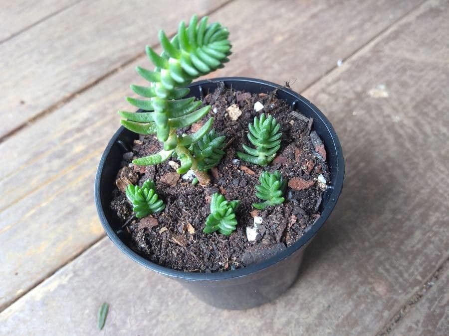 Crassula 10