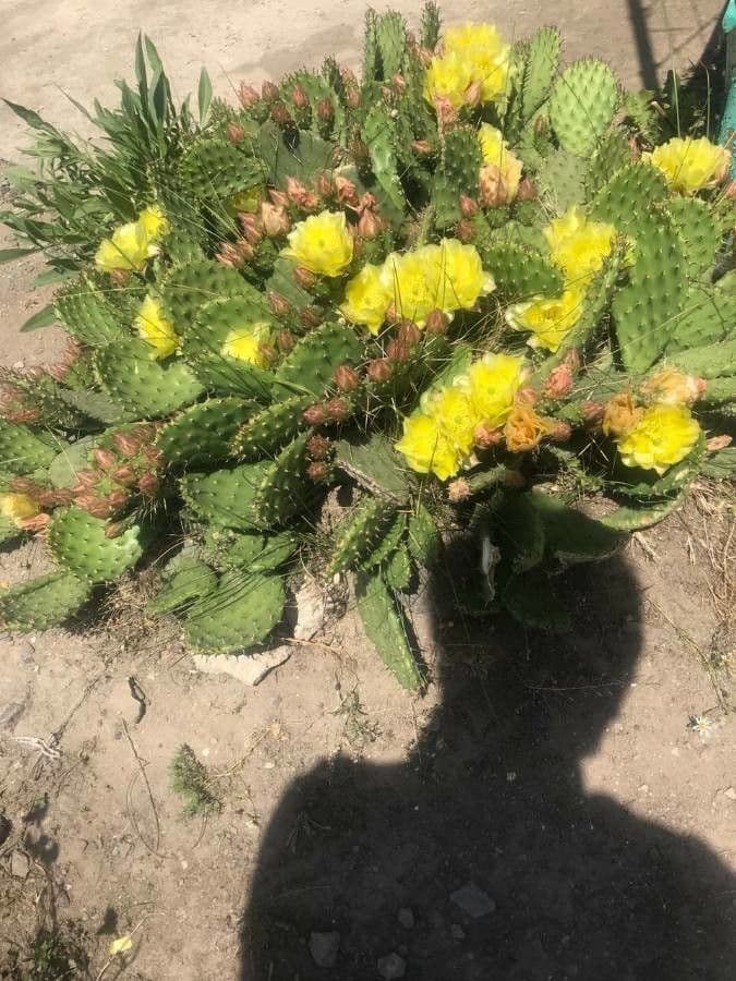 Nopal de espinas marrones 9