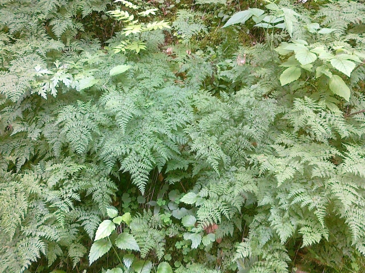 Cystopteris 3
