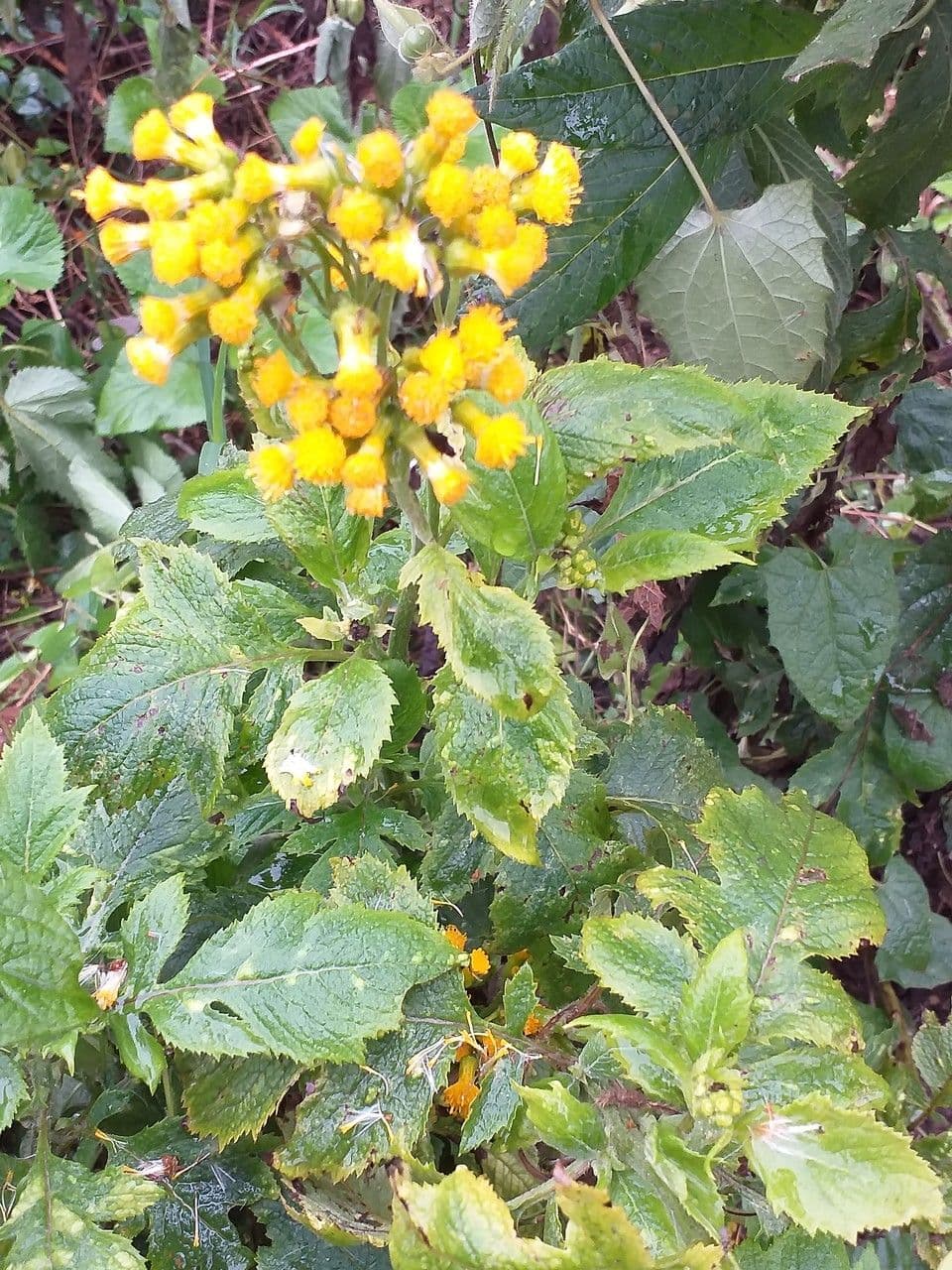 Senecione 4