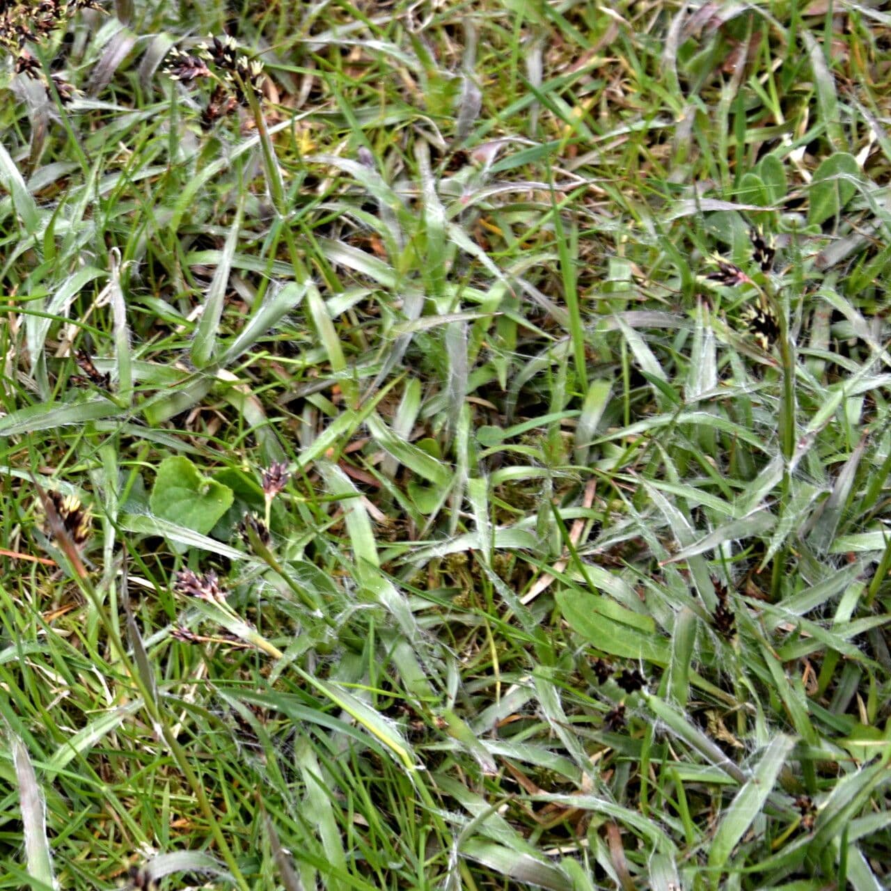 Erba lucciola comune 28
