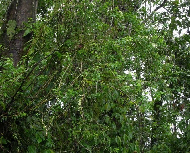 Volkameria ligustrina 2