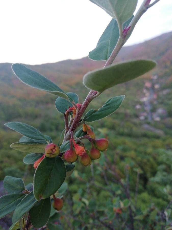 Manzanita 3