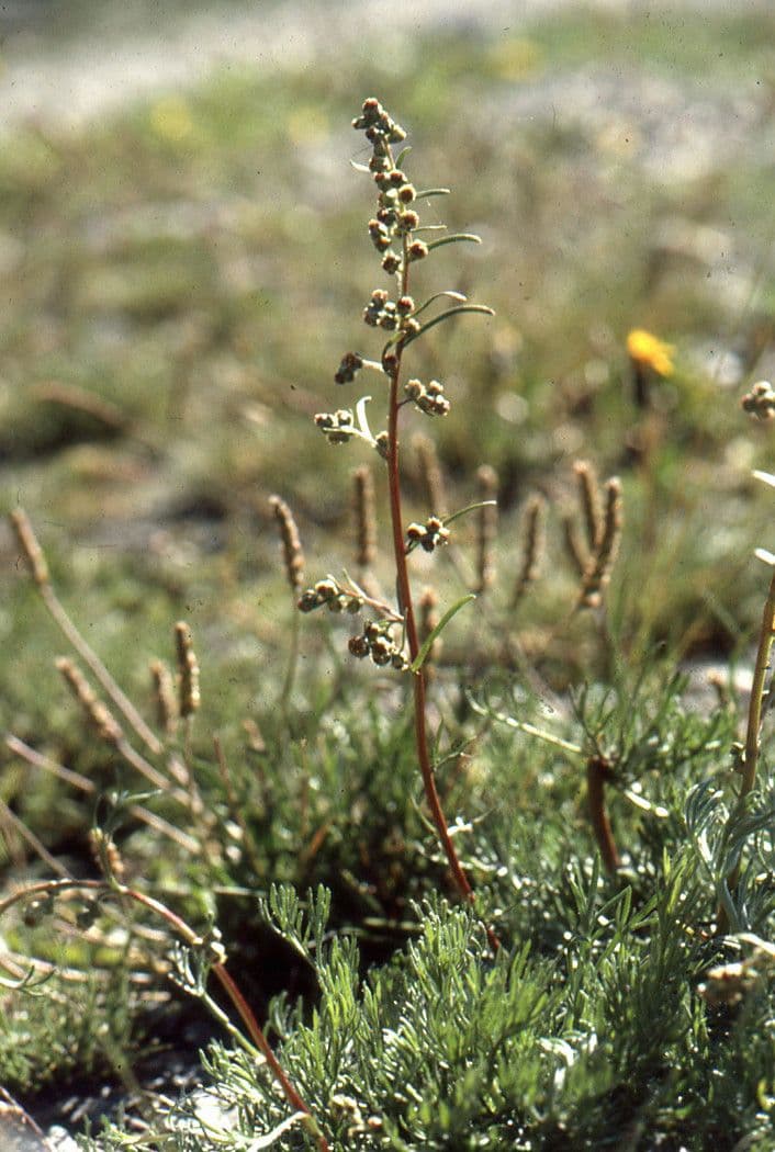 Artemisia glaciale 8